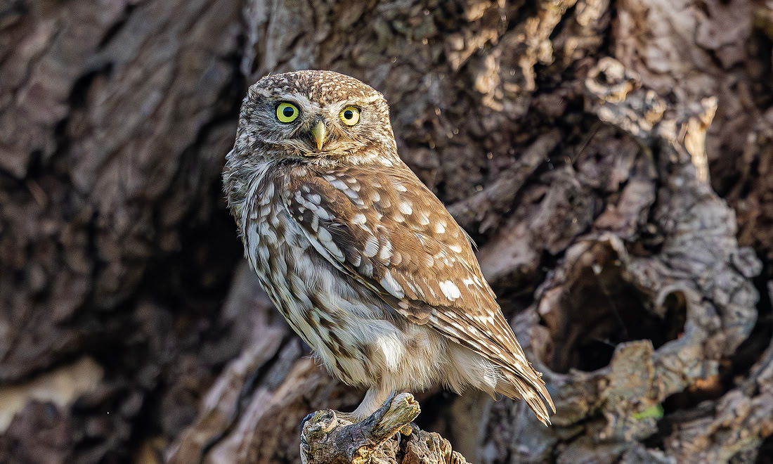 Steenuil ♀, Little Owl, Groene Hart 2025