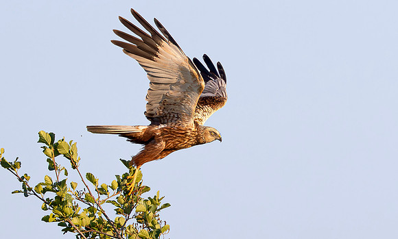 Bruine Kiekendief ♂, Marsh Harrier, Zilverkade, Kockengen 2025