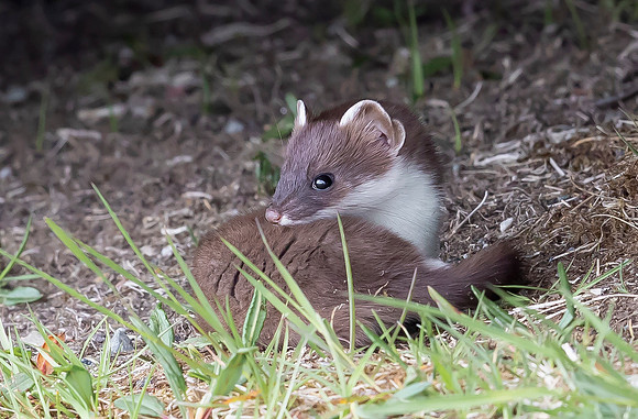 Hermelijn, Ermine, Storvallen, Sweden 2022
