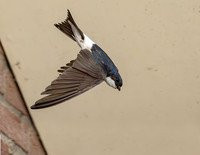 Huiszwaluw, House Martin, Kortrijk 2024