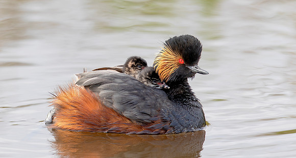 Geoorde Fuut, juv, Black-necked Grebe / Eared Grebe, Onner Polder 2021