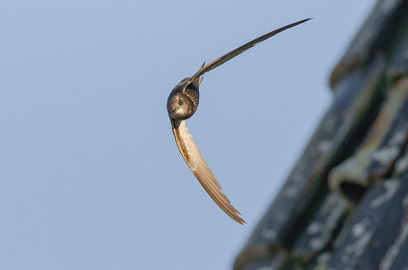 Gierzwaluw, Common Swift, Heeg 2019