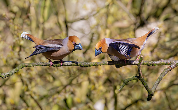 Appelvink ♂, Haw Finch, Wageningen 2020