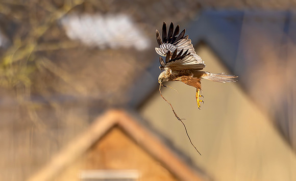 Bruine kiekendief ♂,  Eurasian Marsh Harrier, Rietlanden Kockengen 2023