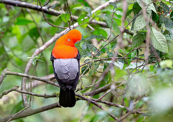 Andean Cock-of-the-Rock, Perú 2015