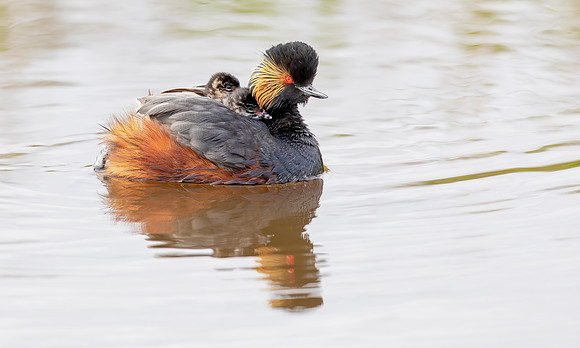 Geoorde fuut, juv, Black-necked Grebe/Eard Grebe, Onner Polder, Groningen 2021