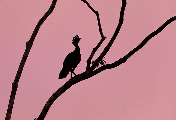 Great Curassow, against a pink sunset sky, Laguna del Lagarto, Costa Rica 2022