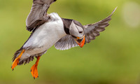 Papegaaiduiker, Puffin, Farne Islands, England 2019
