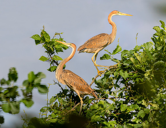 Purperreiger juv, Purple Heron, Kockengen 2021