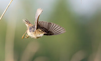 Rietzanger, Sedge Warbler, Kockengen 2018