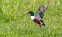 Slobeend ♂, Northern Shoveler, Eempolder 2022