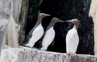 Zeekoet, Common Guillemot, Common Murre, Farne Islands 2019