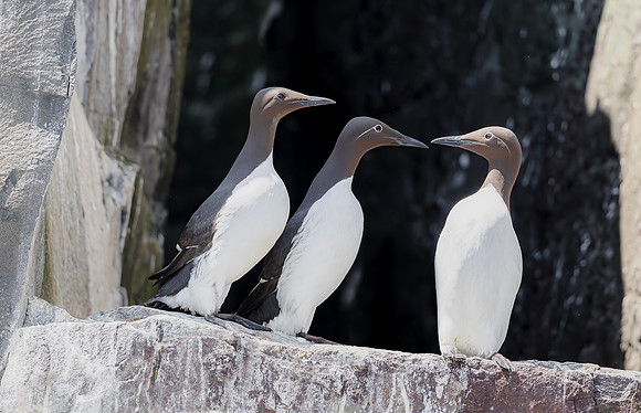 Zeekoet, Common Guillemot, Common Murre, Farne Islands 2019