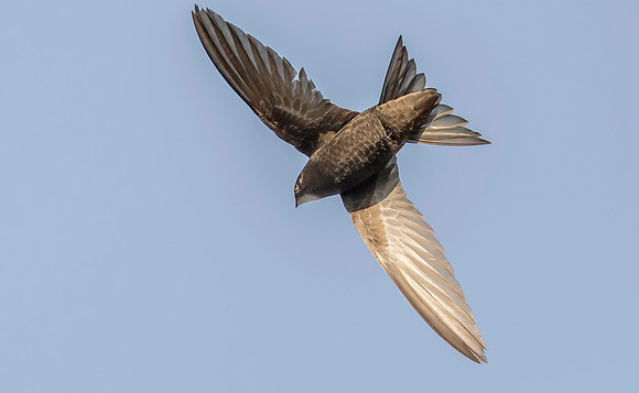 Gierzwaluw, Common Swift, Heeg 2019