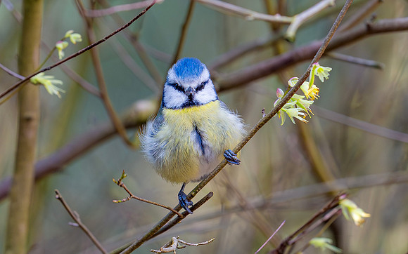 Pimpelmees, Blue Tit, Wageningen 2019