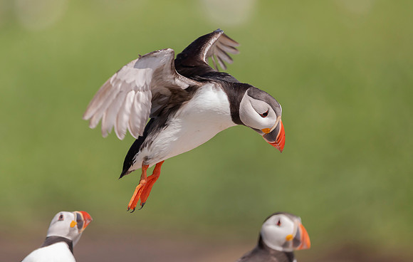 Papegaaiduiker, Atlantic Puffin, Farne Isles 2019