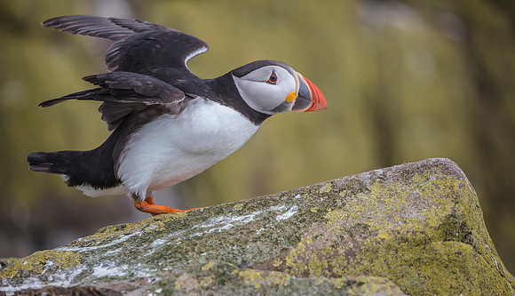 Papegaaiduiker, Atlantic Puffin, Farne Isles 2019