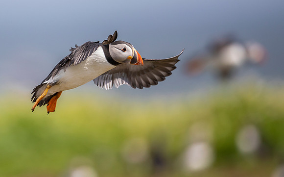 Papegaaiduiker, Atlantic Puffin, Farne Isles 2019