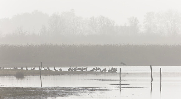 Aalscholvers in de Alde Feanen, Great Cormorants in de Alde Feanen 2018
