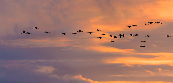 Kraanvogeltrek, Crane migration, Lac du Der Chantecoq, France 2019
