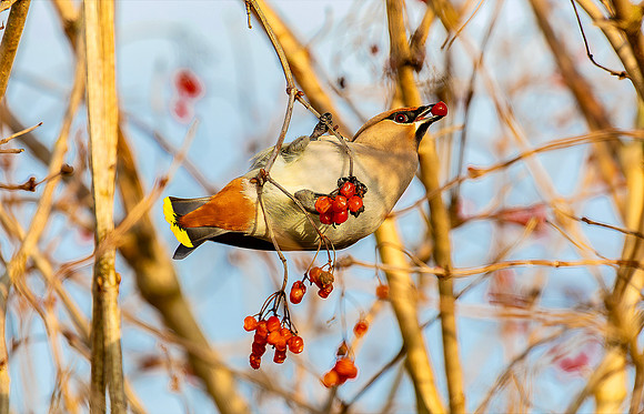 Pestvogel ♀, Bohemian Waxwing, Almere 2020