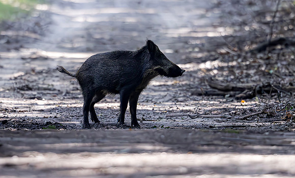 Wild Zwijn imm., Wild Boar, t Leesten, Uchelen 05-09-2024, 0S1A2022
