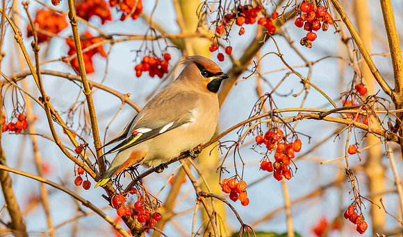 Pestvogel ♀ in Gelderse Roos, Bohemian Waxwing  among red berries, Almere 2020
