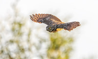 STEENUIL, LITTLE OWL