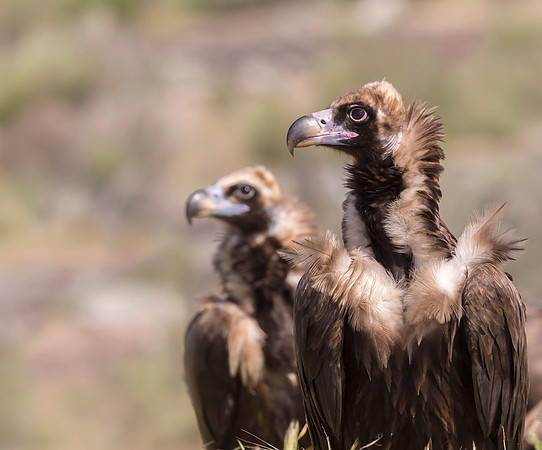 Monniksgier, Cinereous Vulture, Extremadura, Spain 2019