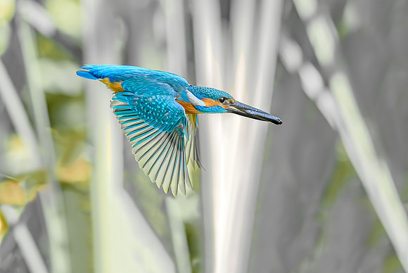 IJsvogel ♂, Common Kingfisher, Kockengen 2020