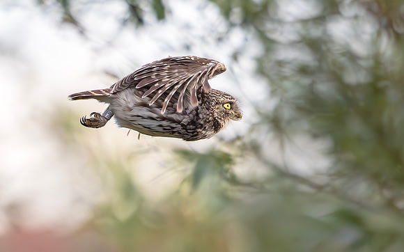 Steenuil, Little Owl, Groene Hart 2024