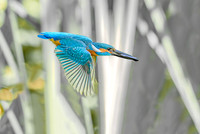 IJsvogel ♂, Common Kingfisher, Kockengen 2020