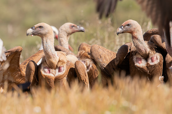 Vale Gier, Griffon Vulture, Extremadura, Spain 2016