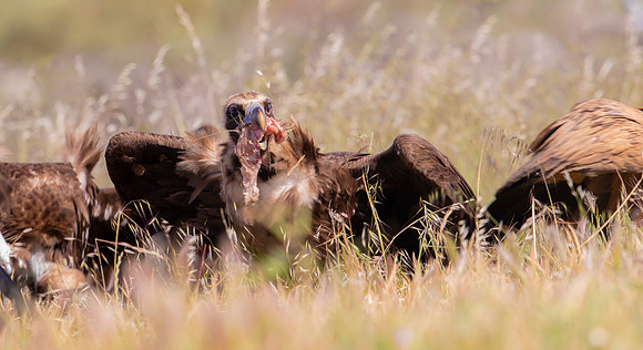 Monniksgier, Cinereous Vulture, Vale Gier, Griffon Vulture, Extremadura, Spain 2019