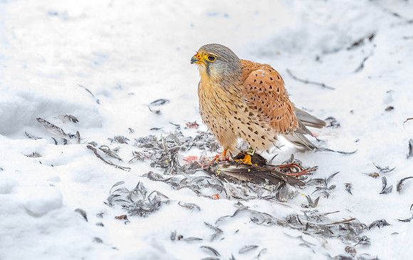 Torenvalk ♂ eet spreeuw, Common Kestrel preying on Starling, Kockengen 2021