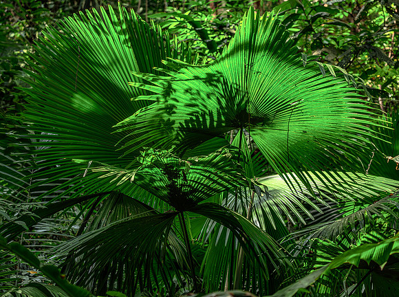 Waaierpalm, Sulawesi, Indonesia 2018