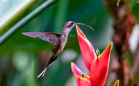 Long-billed Hermit in front of a Heliconia flower, Costa Rica 2022