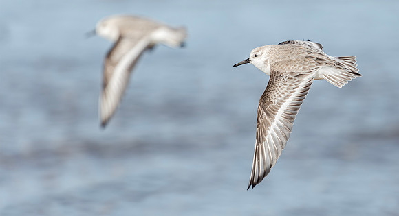 Drieteenstrandloper w, Sanderling, IJmuiden 2015