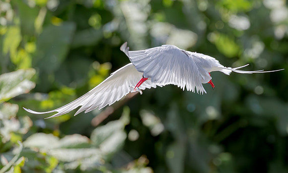 Noordse Stern, Arctic Tern, Farne Islands 2019