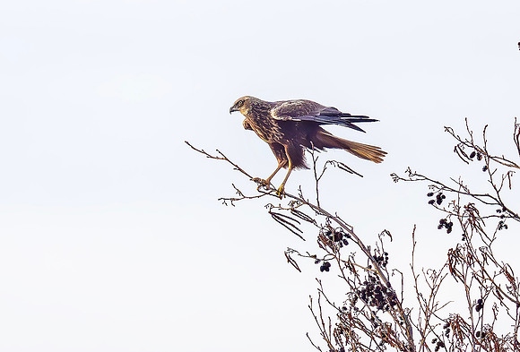 Bruine kiekendief ♀, Zilverkade Kockengen 21-03-2025