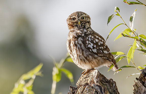 Steenuil ♂, Little Owl, Groene Hart 2024