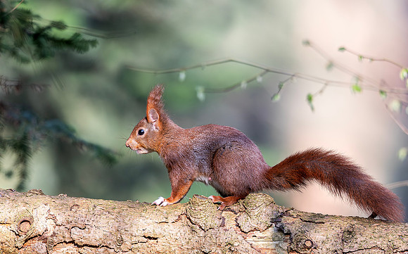 Eekhoorn, Eurasian Squirrel ♀, Wageningen 2019