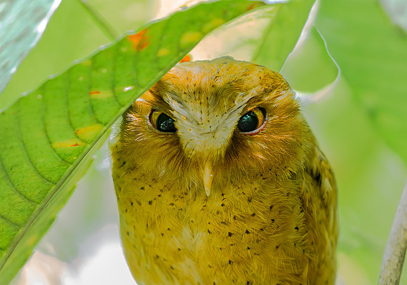Serendib Scops Owl  ♂, Sinharaja, Sri Lanka 2019