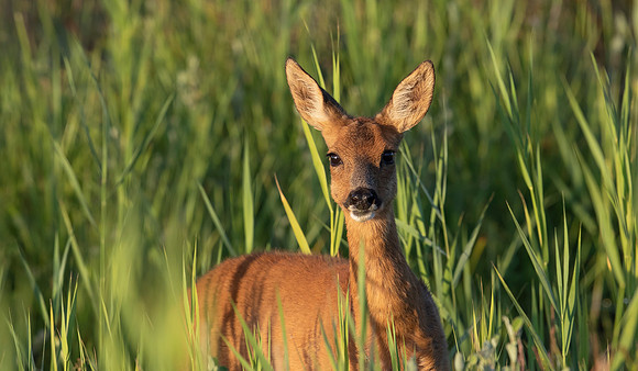 Ree-geit, Roe Doe, duinen van Schouwen 2022
