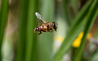 Zweefvlieg, Eristalis spec., drone fly, Kockengen 2022