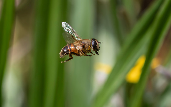 Zweefvlieg, Eristalis spec., drone fly, Kockengen 2022