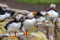 Papegaaiduiker, Puffin, Farne Islands, England 2019. H 25cm € 200; H35 cm € 300; H 40cm €370