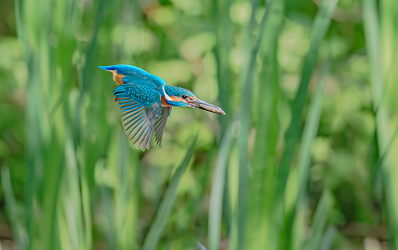IJsvogel ♂, common kingfisher, Kockengen 2020. H 30 cm € 300; H 40cm €400