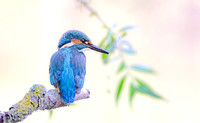 IJsvogel ♂, common kingfisher, Diemer Vijfhoek 2017. H 30 cm € 300; H 40cm €400