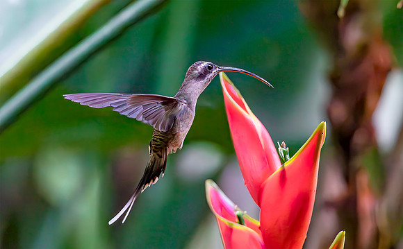 Long-billed Hermit in front of a Heliconia flower, Costa Rica 2022. H 30cm € 350; H 40 € 425